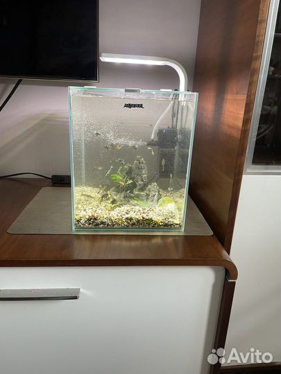Аквариум с рыбками гуппи
