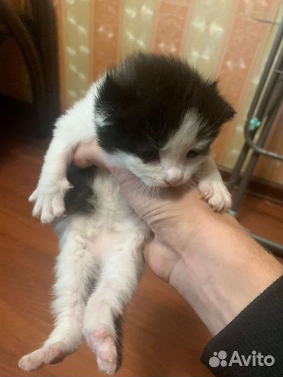 В добрые зайченка, бельчонка и медвежонка