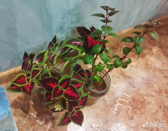 Ростки фуксии, колеуса