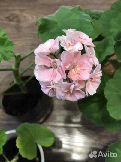 Пеларгония герань розовая