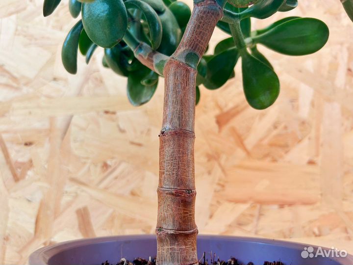 Денежное дерево толстянка крассула