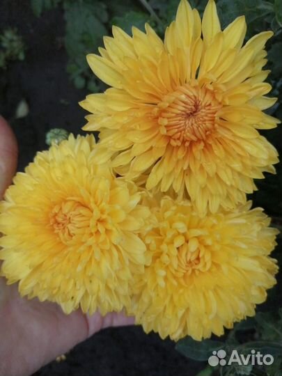 Многолетние садовые цветы