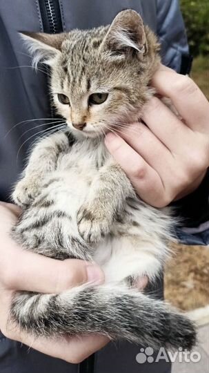 Котенок