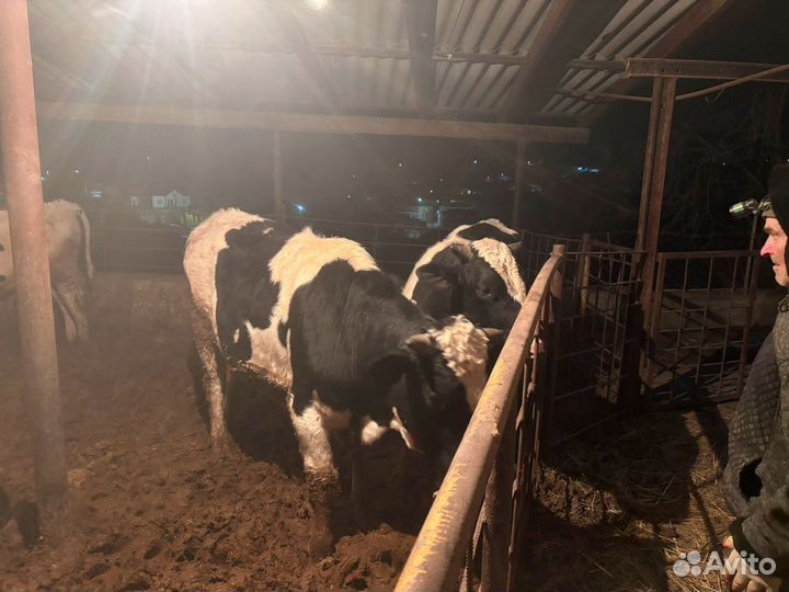 Бычки на откорм