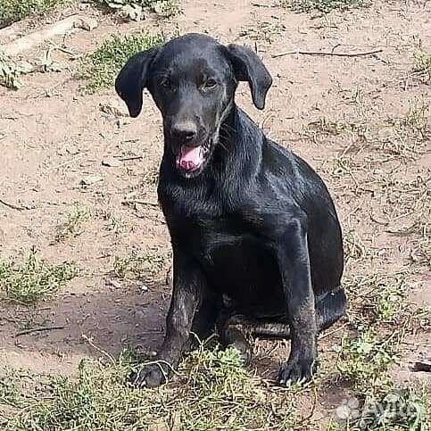 Щенки в добрые руки