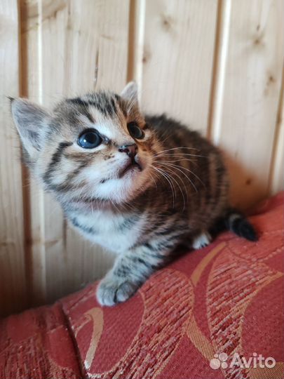 Котенок девочка в дар