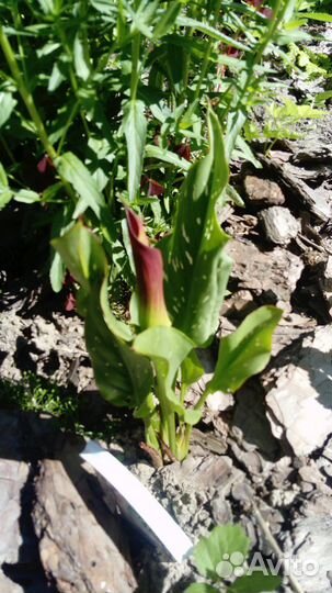 Многолетние цветы