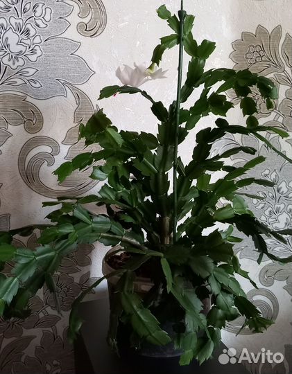 Декабрист белый