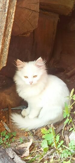 Кошка в дар