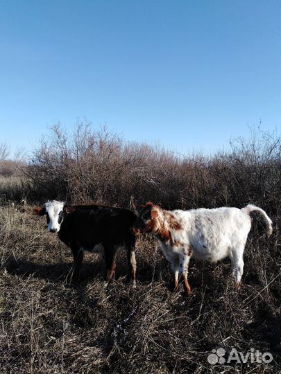 Бычки и телята