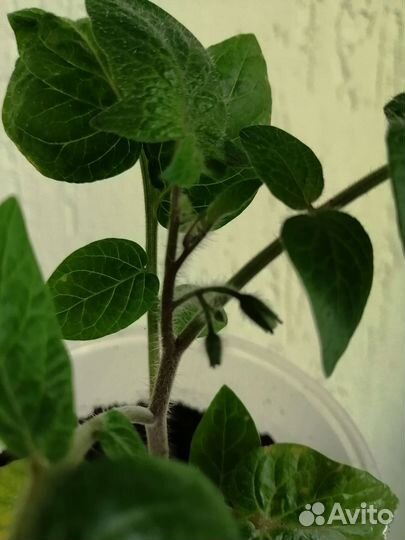 Рассада помидор, Балконное чудо, Томаты для дома