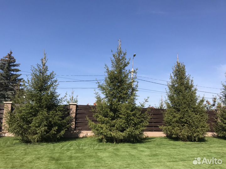 Ель европейская