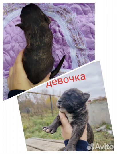 Стафо-овчарки