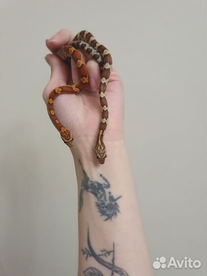 Передержка рептилий