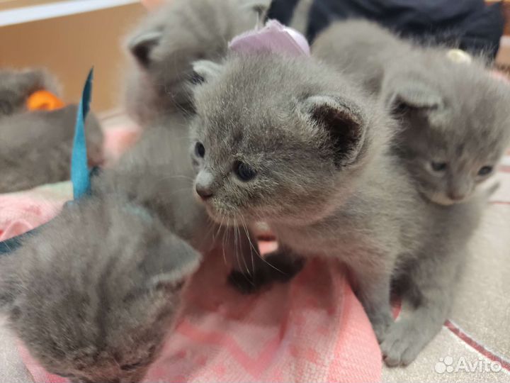 Британская