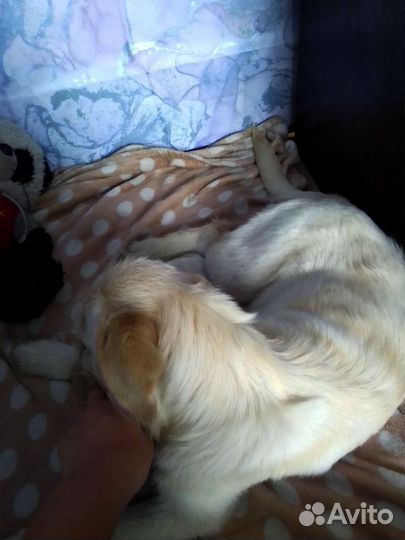 Щенок лабрадора девочка