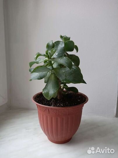 Денежное дерево