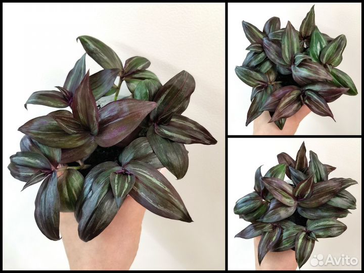 Традесканция Зебрина Дисколор