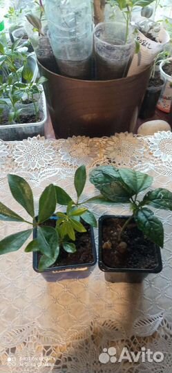 Фикус Диверсифолия, пеларгония, пиперомия