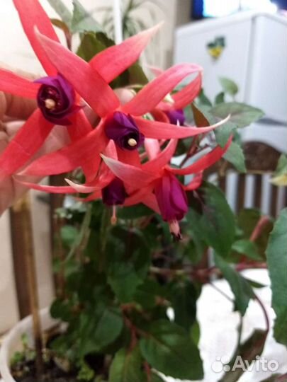 Герань плющелистная