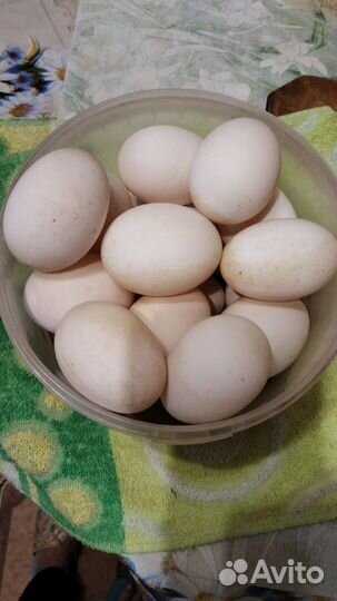 Домашние куриные яйца