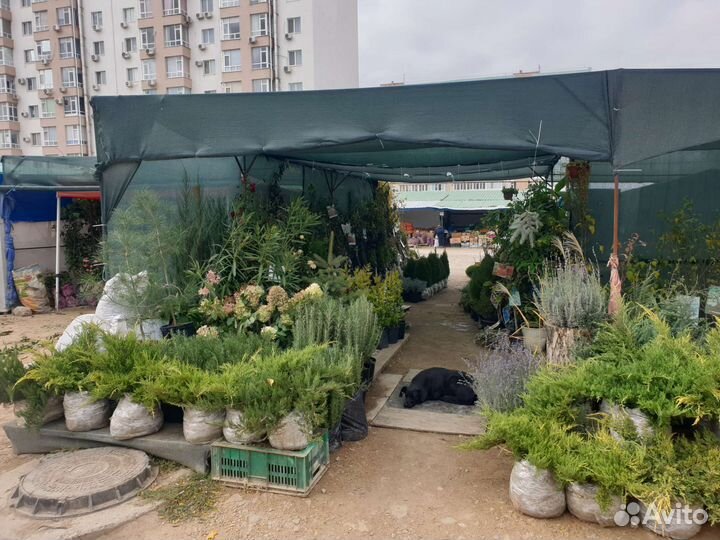 Саженцы,Кустарники,Декоративные растения для сада