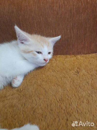 Отдам котенка в добрые руки