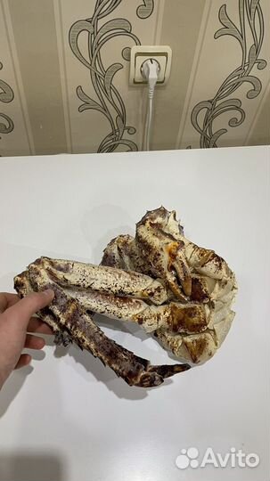 Фаланги Камчатского Краба