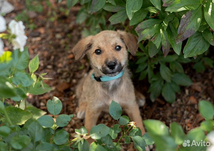 Щенок 2.5 месяца девочка в добрые руки