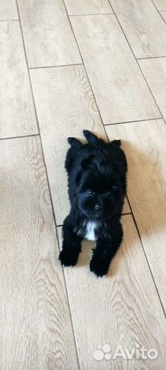 Йоркширский терьер