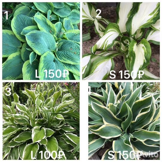 Садовые многолетние цветы