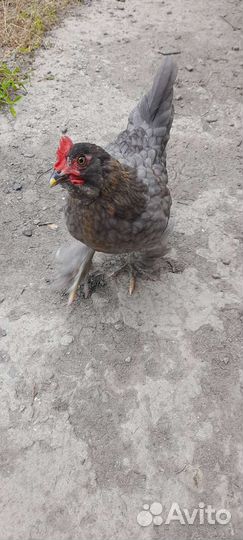 Молодые петушки