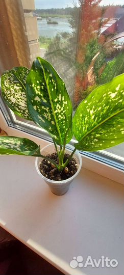 Аглаонема First Diamond (ферст даймонд)