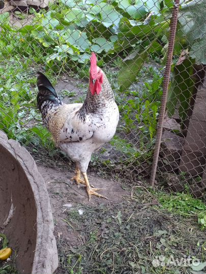 Молодые петухи