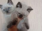 Шотландские голубоглазые котята объявление продам