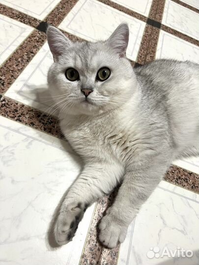 Британская серебристая шиншилла кот на вязку