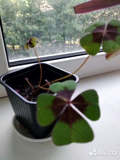 Оксалис Деппе