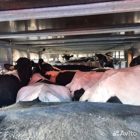 Скотовоз перевозка скота