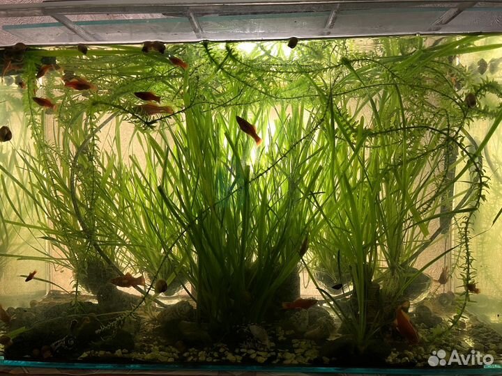 Рыбки меченосцы взрослые
