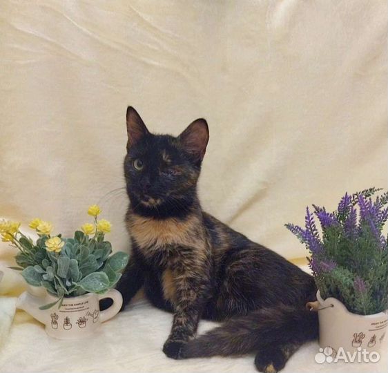 Кошка в дар