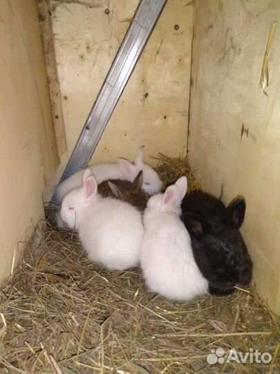 Пухов.кролики,пухов коза