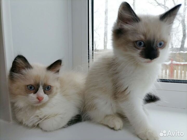 Котята рэгдолл