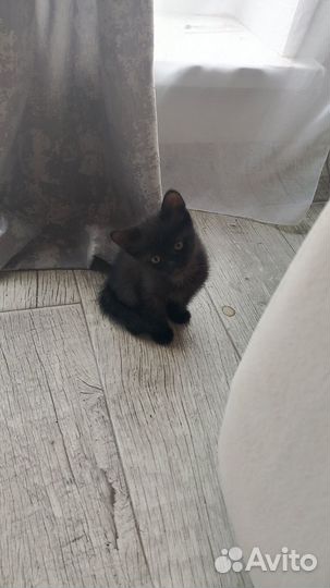 Котенок от крысоловки