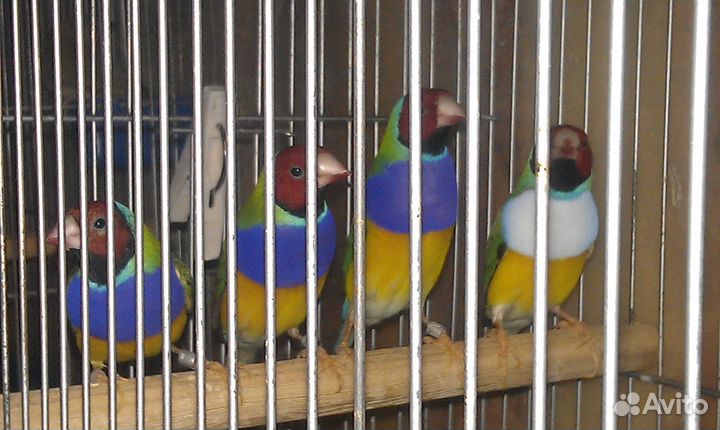 Амадины Гульда