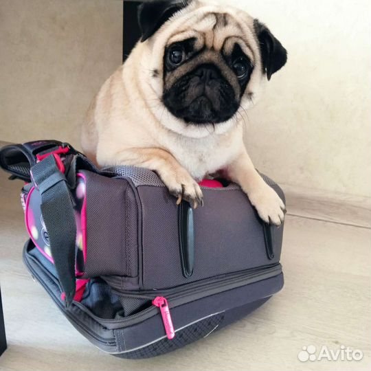 Маленькая собака