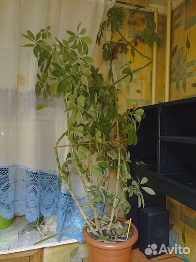 Комнатные цветы шефлера