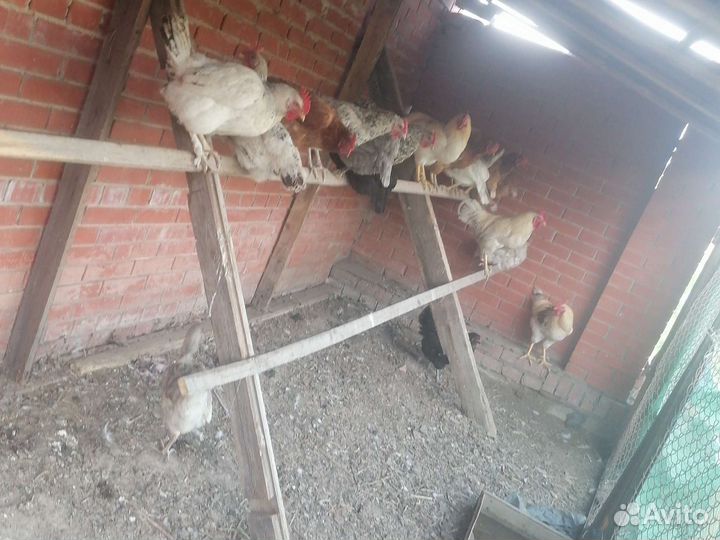 Куры петухи