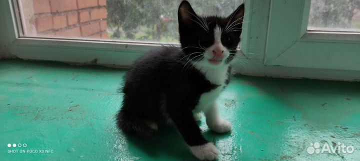 Котик 1 годик