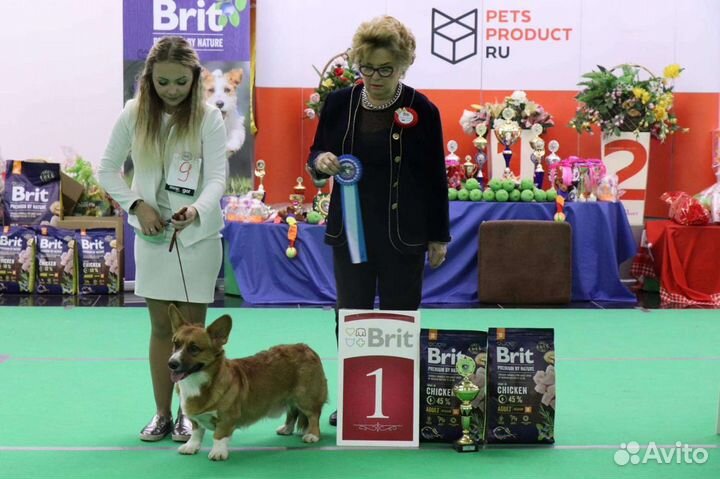 Вельш Корги Кардиган(Вязка)