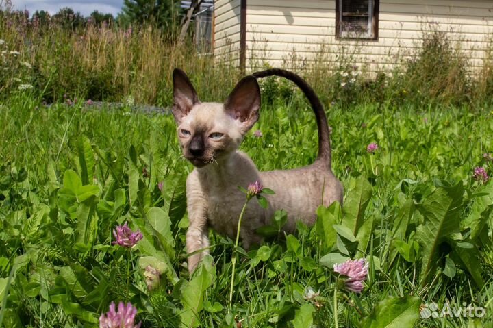 Котята корниш-рекс с документами